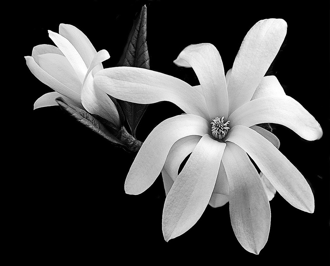 20 Magnolia Stellata.